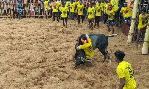சிங்கராயபுரம் ஜல்லிக்கட்டில் 30 பேர் காயம்