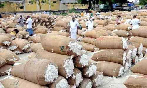 ராசிபுரம் கூட்டுறவு சொசைட்டி ஏலத்தில் ரூ.10 லட்சத்திற்கு பருத்தி விற்பனை