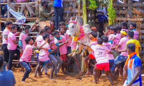 திருச்சுழி அருகே நடந்த ஜல்லிக்கட்டில்  சீறிப்பாய்ந்த காளைகள்