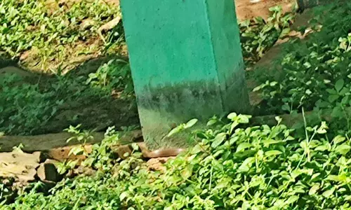 படமெடுத்து ஆடும் பாம்புகள்- திருச்சி ஜே.கே.நகரில் பீதியில் மக்கள்