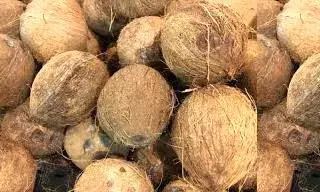 ப.வேலூர் விற்பனைக் கூடத்தில் ரூ.2.15 லட்சத்திற்கு தேங்காய் ஏலம்