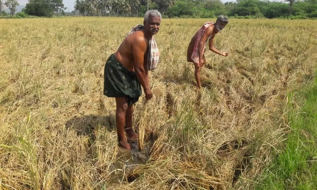 பலத்த மழையால் நெற்பயிர் நீரில் மூழ்கியதால் விவசாயிகள் வேதனை பலத்த மழையால் நெற்பயிர் நீரில் மூழ்கியதால் விவசாயிகள் வேதனை