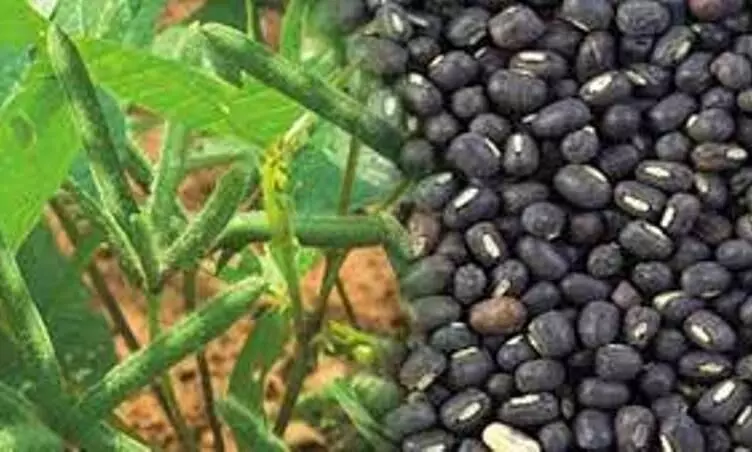 தமிழகத்தில் உளுந்து சாகுபடியை அதிகரிக்க விவசாயிகளுக்கு சிறப்பு சலுகைகள்... தமிழகத்தில் உளுந்து சாகுபடியை அதிகரிக்க விவசாயிகளுக்கு சிறப்பு சலுகைகள்...