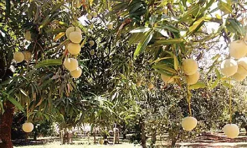 மதுரையில் மாம்பழம் விலை பெரும் வீழ்ச்சி
