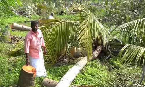 விக்கிரமங்கலம் அருகே தென்னை மரங்கள் வெட்டி சாய்ப்பு: மர்ம நபர்கள் அட்டூழியம் விக்கிரமங்கலம் அருகே தென்னை மரங்கள் வெட்டி சாய்ப்பு: மர்ம நபர்கள் அட்டூழியம்
