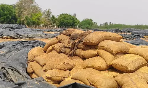 அதிகாரிகள் அலட்சியம் - ஆயிரக்கணக்கான நெல்மூட்டைகள் சேதம்.