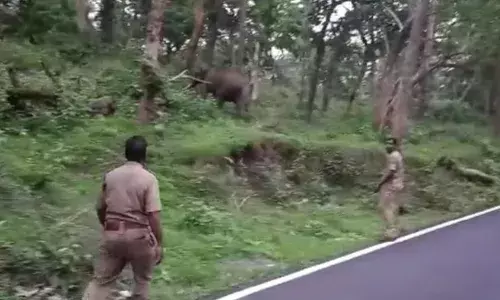 கூடலூர்-மைசூர் சாலையில் உலா வரும் ஒற்றை காட்டுயானை: வாகன ஓட்டிகள் அச்சம்