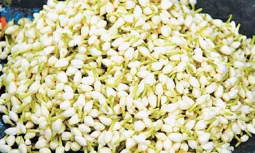 மதுரையில் மல்லிகை பூ விலை கடும் உயர்வு