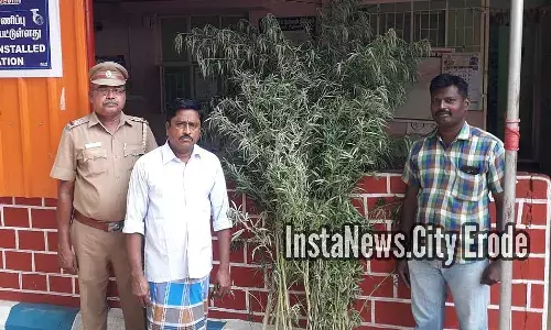கோபிசெட்டிபாளையம் அருகே கஞ்சா செடி வளர்ப்பு: ஒருவர் கைது கோபிசெட்டிபாளையம் அருகே கஞ்சா செடி வளர்ப்பு: ஒருவர் கைது