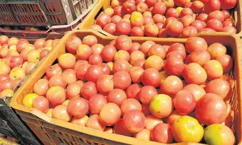 மீண்டும் சதம் அடித்தது தக்காளி விலை: இல்லத்தரசிகள் கவலை