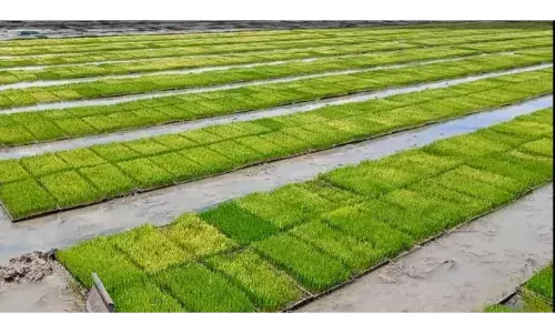 குறுவை சாகுபடி: தஞ்சை மாவட்டத்தில் பாய் நாற்றங்கால் தயாரிக்கும் பணிகள் மும்முரம் குறுவை சாகுபடி: தஞ்சை மாவட்டத்தில் பாய் நாற்றங்கால் தயாரிக்கும் பணிகள் மும்முரம்