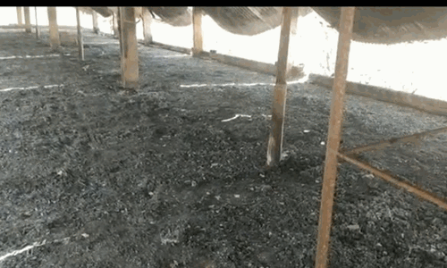 ஆரணி அருகே பண்ணையில் தீ பிடித்து ரூ.7 லட்சம் மதிப்புள்ள  கோழிகள் சாவு ஆரணி அருகே பண்ணையில் தீ பிடித்து ரூ.7 லட்சம் மதிப்புள்ள  கோழிகள் சாவு