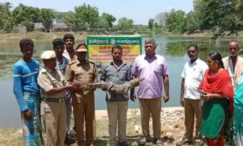 18 நாட்களுக்கு பிறகு பிடிப்பட்ட முதலை: பாதுகாப்பாக ஆற்றில் விட்ட வனத்துறையினர் 18 நாட்களுக்கு பிறகு பிடிப்பட்ட முதலை: பாதுகாப்பாக ஆற்றில் விட்ட வனத்துறையினர்