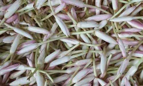சத்தியமங்கலம் தினசரி பூ மார்க்கெட் இன்றைய (ஜூன்.01) விலை நிலவரம் சத்தியமங்கலம் தினசரி பூ மார்க்கெட் இன்றைய (ஜூன்.01) விலை நிலவரம்