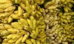 நல்ல காலம் பொறந்திருச்சு...வாழை வியாபாரிகளுக்கு... நல்ல காலம் பொறந்திருச்சு...வாழை வியாபாரிகளுக்கு...