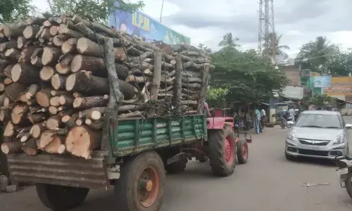 செங்கல் சூளைகளுக்கு தினமும் பல நுாறு டன் மரம் வெட்டி கடத்தல் செங்கல் சூளைகளுக்கு தினமும் பல நுாறு டன் மரம் வெட்டி கடத்தல்