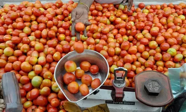 வைகாசியில் 100 ரூபாய், ஆனியில் 20 ரூபாய்: தக்காளி விலை பரிதாபமாக சரிவு வைகாசியில் 100 ரூபாய், ஆனியில் 20 ரூபாய்: தக்காளி விலை பரிதாபமாக சரிவு