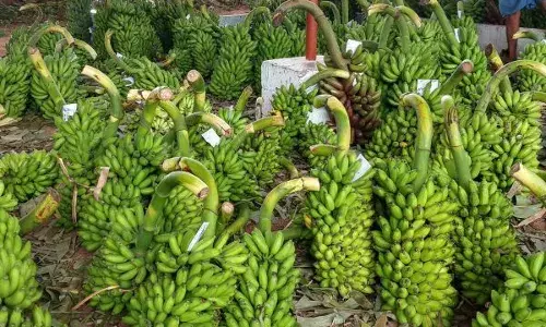 ப.வேலூர் ஏலச்சந்தையில் வாழைத்தார் விலை உயர்வு; விவசாயிகள் மகிழ்ச்சி ப.வேலூர் ஏலச்சந்தையில் வாழைத்தார் விலை உயர்வு; விவசாயிகள் மகிழ்ச்சி