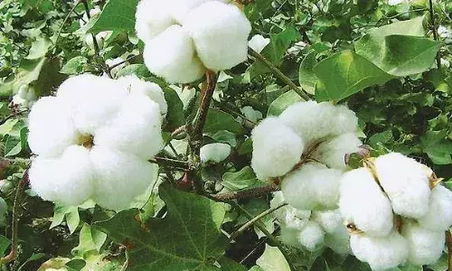 அந்தியூர் ஒழுங்குமுறை விற்பனை கூடத்தில் ரூ.1.18 கோடிக்கு பருத்தி ஏலம் அந்தியூர் ஒழுங்குமுறை விற்பனை கூடத்தில் ரூ.1.18 கோடிக்கு பருத்தி ஏலம்