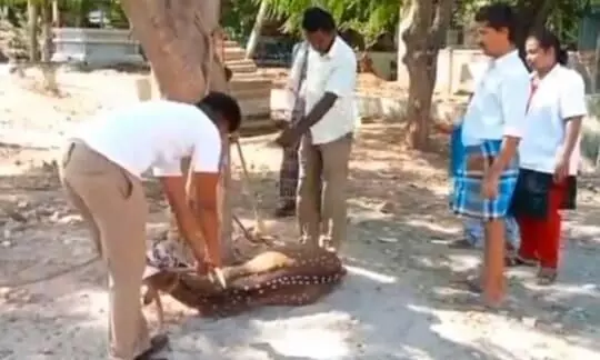 திருச்சுழியில் நாய் கடித்து புள்ளிமான் சாவு திருச்சுழியில் நாய் கடித்து புள்ளிமான் சாவு