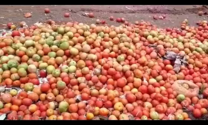 தக்காளிக்கு விலையில்லை,பொள்ளாச்சியில் குப்பைக்கு போன பரிதாபம் : விவசாயிகள் கவலை..! தக்காளிக்கு விலையில்லை,பொள்ளாச்சியில் குப்பைக்கு போன பரிதாபம் : விவசாயிகள் கவலை..!