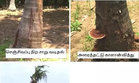 தென்னையில் தஞ்சாவூர் வாடல் நோயினை கட்டுப்படுத்திட வேளாண்துறை ஆலோசனை தென்னையில் தஞ்சாவூர் வாடல் நோயினை கட்டுப்படுத்திட வேளாண்துறை ஆலோசனை