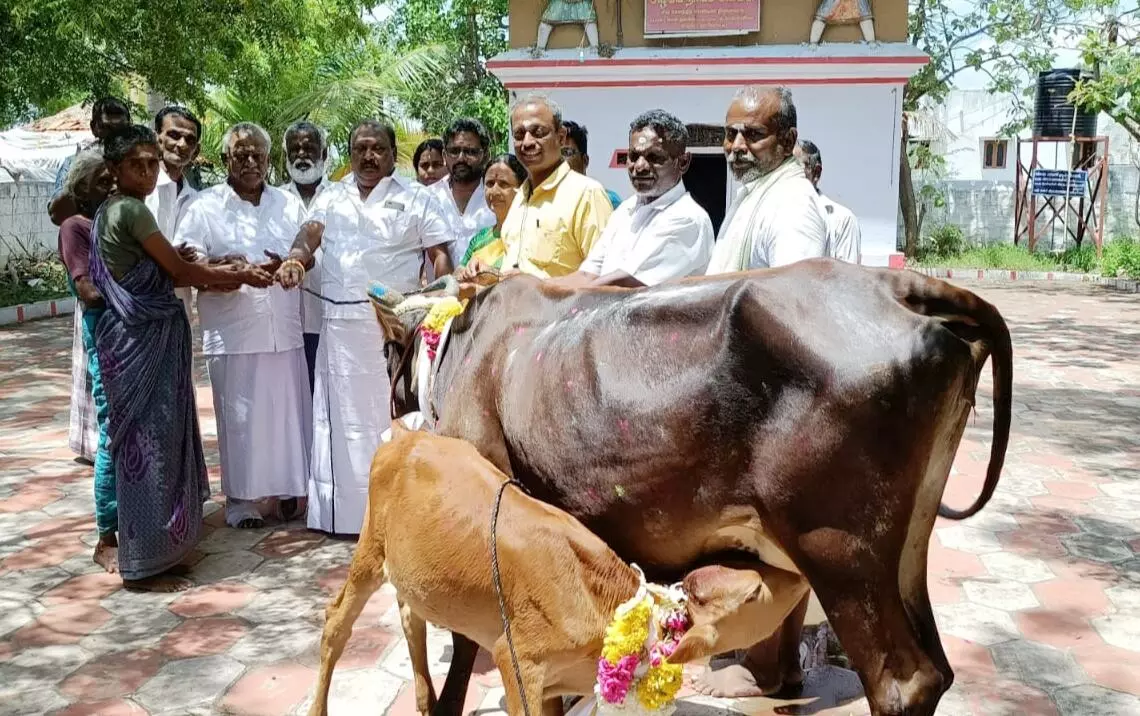 காரியாபட்டி அருகே தனியார் அறக்கட்டளை சார்பில் பெண்ணுக்கு இலவச பசுமாடு வழங்கல் காரியாபட்டி அருகே தனியார் அறக்கட்டளை சார்பில் பெண்ணுக்கு இலவச பசுமாடு வழங்கல்