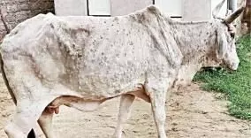 ராஜஸ்தான், குஜராத்தில் மர்ம நோய் தாக்கி கால்நடைகள் மடித்து வருகின்றன ராஜஸ்தான், குஜராத்தில் மர்ம நோய் தாக்கி கால்நடைகள் மடித்து வருகின்றன