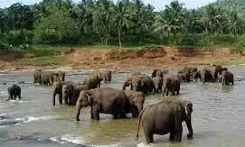 அகத்தியர்மலையில் புதிய யானைகள் காப்பகம் : தமிழக விவசாயிகள் வரவேற்பு அகத்தியர்மலையில் புதிய யானைகள் காப்பகம் : தமிழக விவசாயிகள் வரவேற்பு