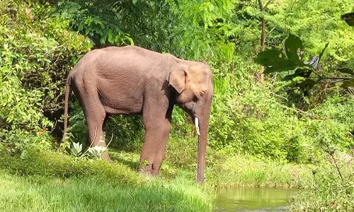 யானைக்கு சிகிச்சை அளிப்பதில் தமிழக - கேரள வனத்துறையினர் குழப்பம் யானைக்கு சிகிச்சை அளிப்பதில் தமிழக - கேரள வனத்துறையினர் குழப்பம்