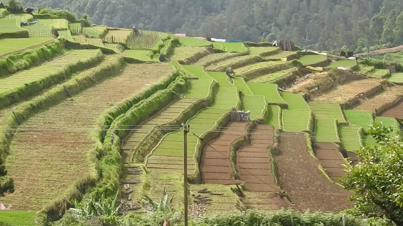 கொடைக்கானல் மூணாறு ரோட்டினால் நுாறு கி.மீ., துாரம் குறையும் கொடைக்கானல் மூணாறு ரோட்டினால் நுாறு கி.மீ., துாரம் குறையும்