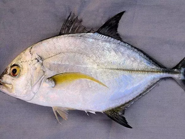 சால்மன் மீன் எனும் கிழாங்கு மீன் பத்தி தெரிஞ்சுக்கோங்க! Salmon fish in Tamil with photo சால்மன் மீன் எனும் கிழாங்கு மீன் பத்தி தெரிஞ்சுக்கோங்க! Salmon fish in Tamil with photo