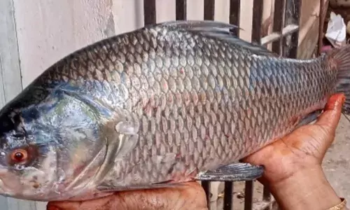 ஆரோக்கியத்தை அள்ளி தரும் கட்லா மீன்