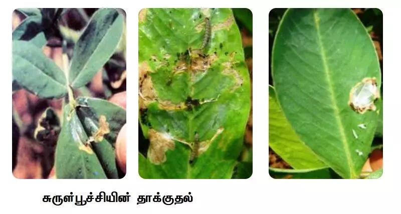 நிலக்கடலைப் பயிரில் சுருள்பூச்சி மேலாண்மை முறைகள்: வேளாண்துறை யோசனை நிலக்கடலைப் பயிரில் சுருள்பூச்சி மேலாண்மை முறைகள்: வேளாண்துறை யோசனை