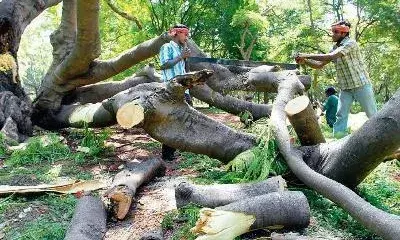 தேனி பகுதியில் விதிகளை மீறி மரம் வெட்டுவது அதிகரிப்பு தேனி பகுதியில் விதிகளை மீறி மரம் வெட்டுவது அதிகரிப்பு