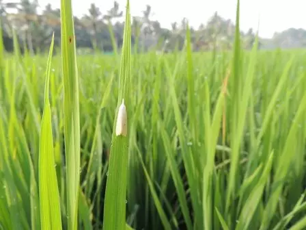 சம்பா நெல் சாகுபடியில் பயிர்ப் பாதுகாப்பு : விவசாயிகளுக்கு வேளாண்துறை ஆலோசனை சம்பா நெல் சாகுபடியில் பயிர்ப் பாதுகாப்பு : விவசாயிகளுக்கு வேளாண்துறை ஆலோசனை