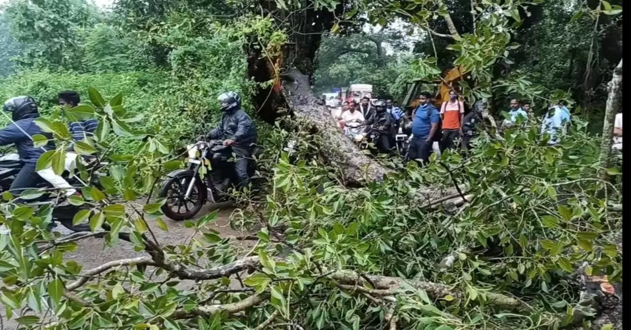 கனமழை காரணமாக 100 வருட நாவல் மரம் சாய்ந்து போக்குவரத்து பாதிப்பு கனமழை காரணமாக 100 வருட நாவல் மரம் சாய்ந்து போக்குவரத்து பாதிப்பு