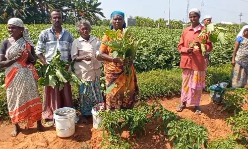 மதுரை அருகே மிளகாய் பயிரில் நோய் தாக்குதல்: விவசாயிகள் வேதனை மதுரை அருகே மிளகாய் பயிரில் நோய் தாக்குதல்: விவசாயிகள் வேதனை