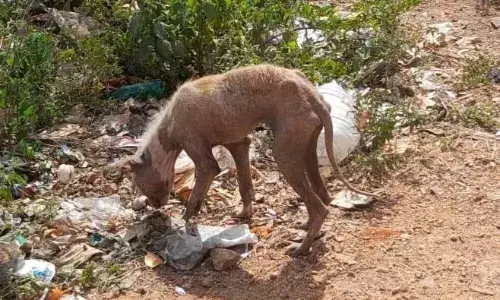 மதுரை விக்கிரமங்கலம் அருகே வெறிநாய் கடித்து எட்டு பேர் காயம் மதுரை விக்கிரமங்கலம் அருகே வெறிநாய் கடித்து எட்டு பேர் காயம்
