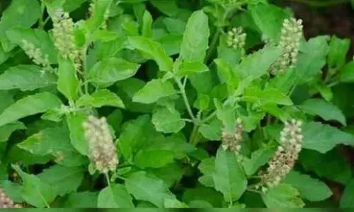 basil in tamil-துளசி  எதுக்கெல்லாம் பயன்படும்? வாங்க தெரிஞ்சுக்கலாம்..! basil in tamil-துளசி  எதுக்கெல்லாம் பயன்படும்? வாங்க தெரிஞ்சுக்கலாம்..!