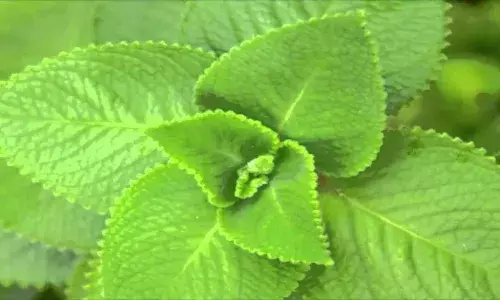 Oregano Plant in Tamil Oregano Plant in Tamil