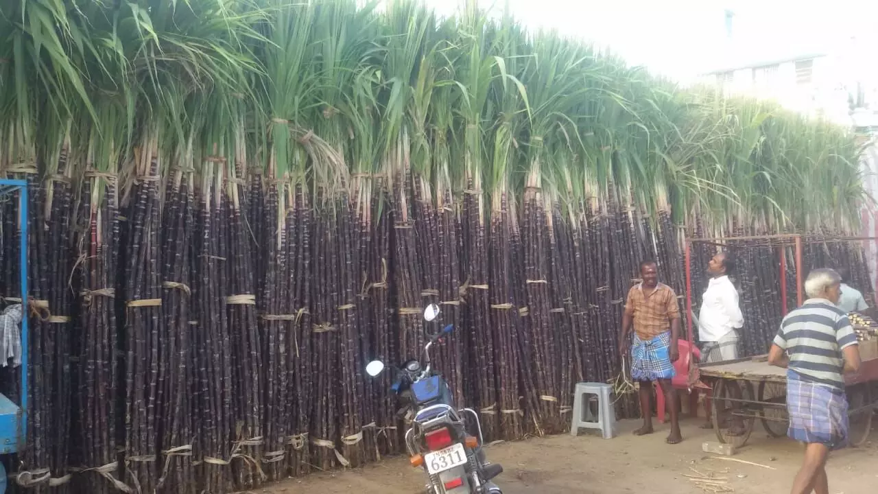 தைப் பொங்கல்: சிவகாசி பகுதியில் விற்பனைக்காக குவிந்துள்ள கரும்புகள் தைப் பொங்கல்: சிவகாசி பகுதியில் விற்பனைக்காக குவிந்துள்ள கரும்புகள்