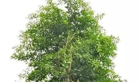 மருத்துவக் குணம் கொண்ட வில்வம் மரத்தின் தனிச்சிறப்புகள்.. அறிந்து கொள்ள மேலும் படியுங்கள்... மருத்துவக் குணம் கொண்ட வில்வம் மரத்தின் தனிச்சிறப்புகள்.. அறிந்து கொள்ள மேலும் படியுங்கள்...
