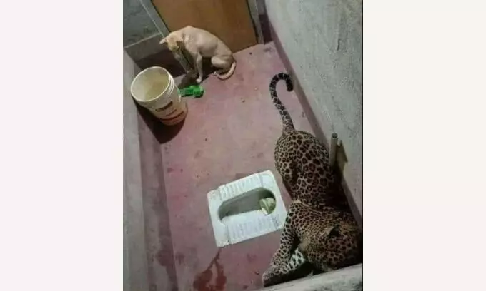 ஒரே அறையில் நாயுடன் சிறுத்தை சுதந்திரமா? உணவா? எது முக்கியம் ஒரே அறையில் நாயுடன் சிறுத்தை சுதந்திரமா? உணவா? எது முக்கியம்