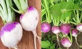 Turnip in Tamil Images