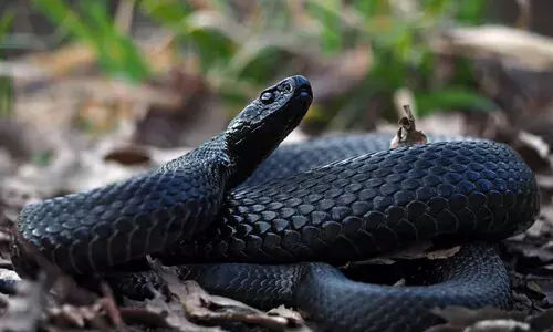 காயமடைந்த கருநாக பாம்பை சிகிச்சைக்கு எடுத்து வந்த நபரால் பரபரப்பு காயமடைந்த கருநாக பாம்பை சிகிச்சைக்கு எடுத்து வந்த நபரால் பரபரப்பு