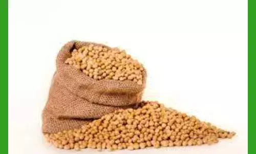 Soya Beans in Tamil