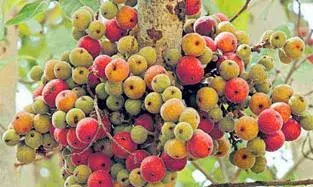 Cluster Fig Tree in Tamil