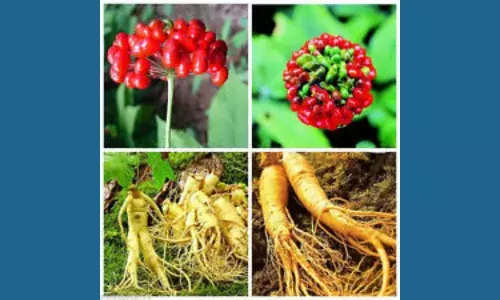 Ginseng Uses in Tamil