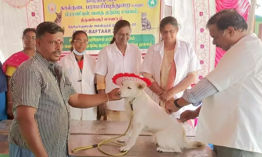 ஆரணியில் கால்நடை பராமரிப்புத்துறை சார்பில் வெறிநாய் தடுப்பூசி முகாம் ஆரணியில் கால்நடை பராமரிப்புத்துறை சார்பில் வெறிநாய் தடுப்பூசி முகாம்